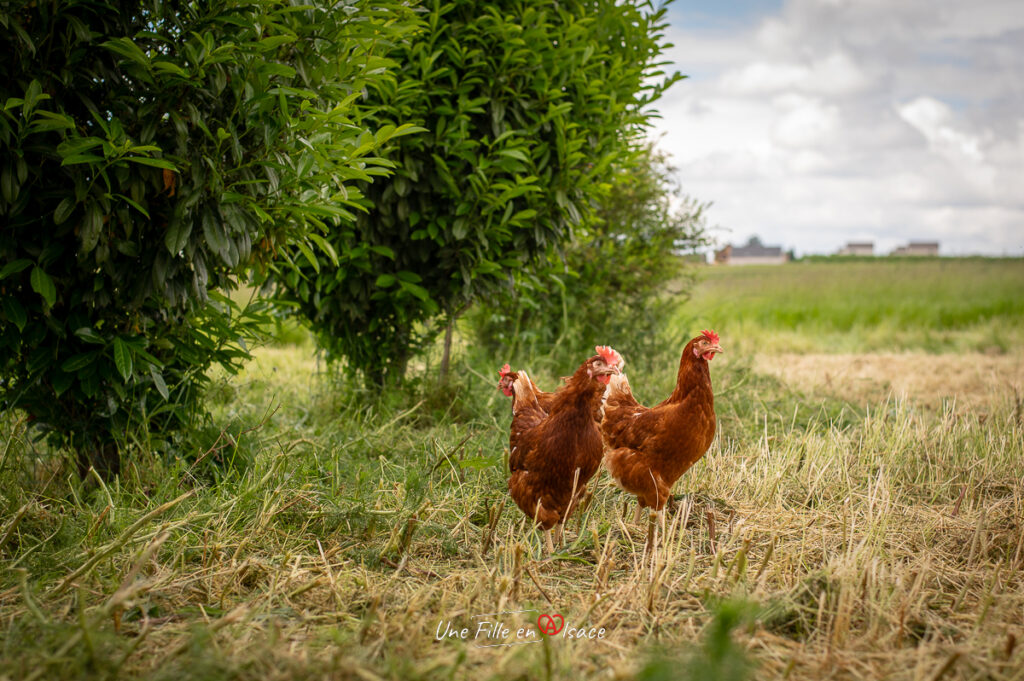 oeufs-büreland-ferme-lux-schnersheim-Une-Fille-En-Alsace