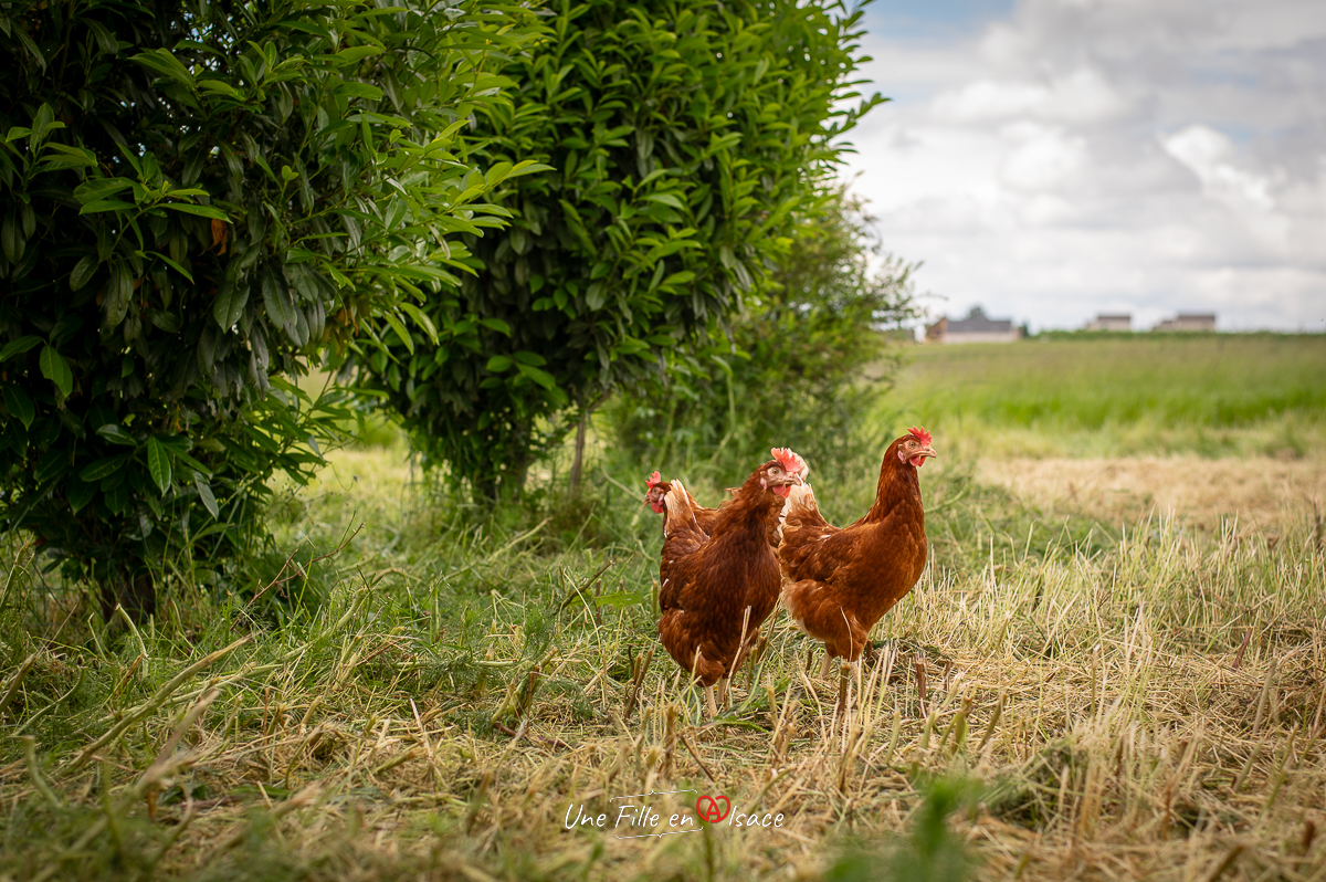 Bureland fête les 60 ans des producteurs alsaciens et lorrains